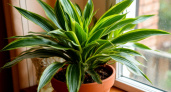 5 домашних растений, которые растут и радуют без всяких хлопот: даже поливаю редко