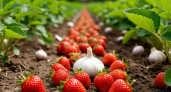 Больше никогда не посажу чеснок и клубнику вместе: узнала 3 серьезные причины - вот чем заменить