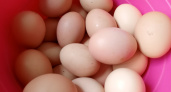 Почему нельзя класть яйца после варки в холодную воду. Запомните раз и навсегда