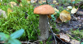 Вторая волна грибов: какие виды проснутся осенью и куда смотреть в лесу