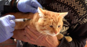 В Кирове началась бесплатная выездная вакцинация кошек и собак против бешенства