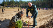 В Слободском районе высажено 7 500 сеянцев сосны