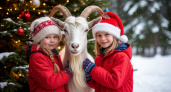В Финляндии дети ждут подарки не от Деда Мороза и Санта Клауса, а от козла. Как животное стало символом Нового года
