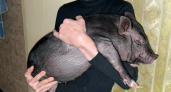 Житель Кирово-Чепецка держит дома 40-килограммовую вьетнамскую вислобрюхую свинью