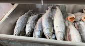 В Кировской области забраковали рыбную продукцию из-за нарушений