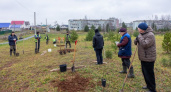 В Кирове высадили липы и рябины в парке имени Алексея Логинова