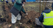 В Кирове активно высаживают новые деревья и кустарники