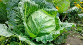 Не капуста, а подарок: 3 сорта, которые покорили всех дачников - урожай смело умножайте на 2