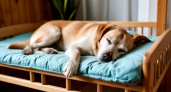 Не 1 и не 4: вот сколько лежанок должно быть у собаки - запомните раз и на всю жизнь