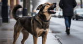 Собаки чуют страх: правда ли, что они нападают только на тех, кто их боится? Результаты научных исследований