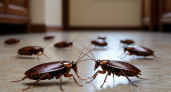 Дезинсектор рассказал, почему тараканы появляются вновь и как их навсегда выпроводить из дома