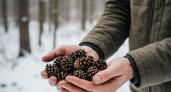 Как я зарабатываю 1,5 млн ₽ в месяц на обычных сосновых шишках: неожиданный бизнес в ближайшем лесу
