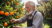 Лучше они сгниют на ветке - собственник сада в Абхазии рассказал, почему качественные мандарины не доезжают в Россию