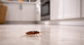Тараканы покинули дома не от Wi-Fi. Учёные узнали истинные причины и забеспокоились