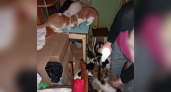 "Полчища тараканов и мух, туалет на полу и 30 хвостатых": в Кирове пенсионерка превратила однушку в "кошачий ад"