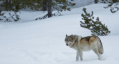 В трех районах Кировской области в начале января добыли первых волков