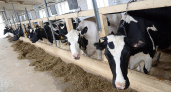 Кировская область остается на вершине производства молока