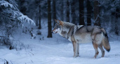 За месяц кировские охотники убили 29 волков