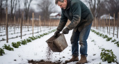 Мощнее любых подкормок: сыпем это на снег в феврале — весной грядки не узнать