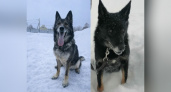 Хвостатые полицейские Жиган и Зарница ищут в Кирове новые семьи