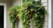 Пускают усы, лианы и лапы: 5 ниспадающих растений для кашпо и клумб