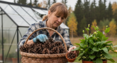 Умный дачник посоветовал набирать домой шишки: вот как использую их в быту - не мусор, а золото