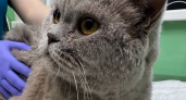 "Кожный рог" у кота: в Кирове ветеринары удалили животному мешавший ходить отросток