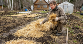 Лучше навоза и компоста: после схода снега раскидываем на все грядки - и почва дышит, как пуховое одеяло