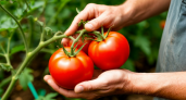 Не сорта, а чистое мясо: 10 лучших сибирских семян помидоров - дачники сажают только их