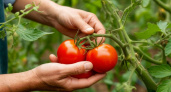 4 сорта помидоров, которые точно посажу в 2026 - не удобряю, не ухаживаю, а томаты все равно прут