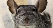 В Кирове ветеринары спасли шиншиллу в критическом состоянии