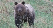 В Кировской области стартовал сезон охоты на бурого медведя
