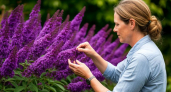 Этот дивный многолетник - суперзвезда в саду: цветет яркими лиловыми гроздьями и пахнет свежим медом на всю улицу