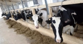 В Кировской области определили район с самыми "молочными" коровами
