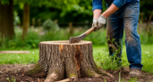 Пару горстей на пень -и его как не бывало: без усилий и физического труда - лайфхак