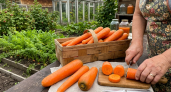 Забудьте про горькую морковь: три сорта с медовым вкусом и без сердцевины