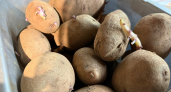 Как правильно прорастить картофель: на свету или в темноте? Агроном дал точный ответ