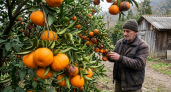 «Лучше сгниют на ветке»: владелец сада в Абхазии объяснил, почему качественные мандарины не везут в Россию