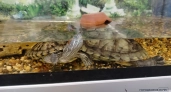В Кирове срочно ищут кровь для красноухой черепахи