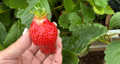 Секрет крупной и сахарной клубники: чем подкармливаю сразу после схода снега - простая формула