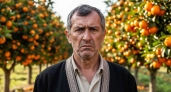 «Лучше сгниют на ветке»: владелец сада в Абхазии объяснил, почему качественные мандарины не везут в Россию