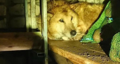 В Суне помощь спасателей потребовалась огромному псу