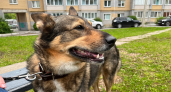 Под Лузой две кусачие собаки принесли серьезные неприятности своим хозяевам