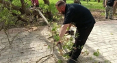 Кировские чиновники принялись своими силами вырубать деревья в парке у цирка