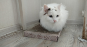 Кошка обходит диван за метр: быстро отучил питомца драть мебель - результат поражает