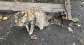 Почему бездомной кошке может быть лучше на улице, чем в домашних условиях - развенчиваем миф о "несчастном котике"