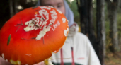 Съедобный или ложный? 17 грибов-двойников, которые обманывают даже опытных. Сравниваем и запоминаем навсегда