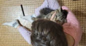 Почему кошка лезет к лицу: не для поцелуев, а по другой причине