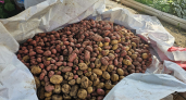 Сею этот сидерат после картофеля — и забываю про проволочника: почва как после тонны навоза