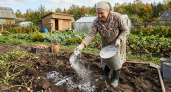 1 стакан в почву осенью — и картошка посыпется гроздьями: через год собираю по 3-4 тонны с сотки 